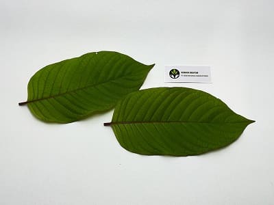 Kratom nejvyšší kvality připravený pro velkoobchodní zákazníky