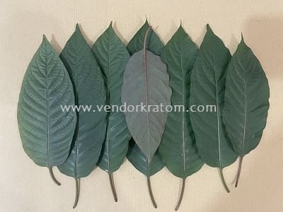 Sušené kratom listy pro velkoobchodní dodavatele České